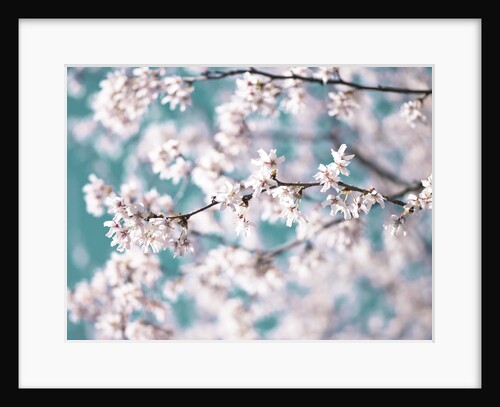 Blossom flowers by Assaf Frank